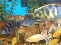 cichlid 4.jpg