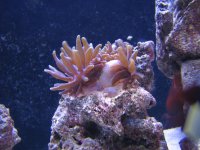 Anemonies & reef 009.jpg