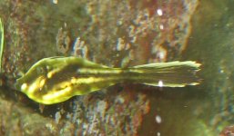 filefish.jpg