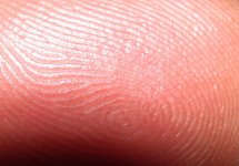 pores on a fingerprint.JPG