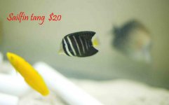 sailfin.jpg