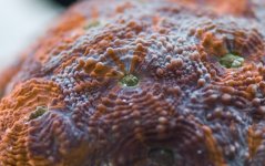 Acan.jpg