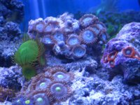 new tank pics 010.jpg