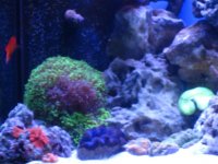 new tank pics 008.jpg