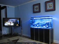 snow pics and fish & CORALS 030.JPG