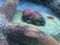 Tyree WM starfish.jpg