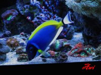 Powder Blue tang .jpg