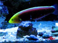 African Radiant wrasse.jpg