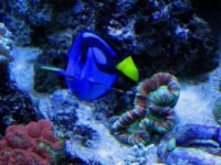 Blue Hippo tang.jpg