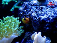 Midas blenny Peek A Boo.jpg