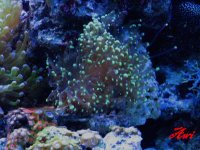 Frogspawn neon green.jpg