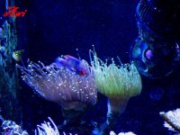 Torches & Clown fairy wrasse.jpg