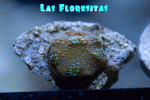 IMG_1808-1.gif