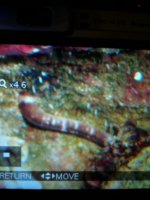 worm.jpg