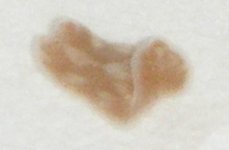 flatworm.jpg