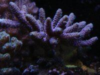 Jan 2010 amazing purple mille.JPG