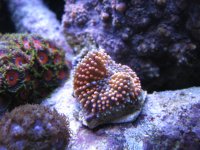 good macro 024.JPG