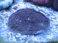 bluepolyp.JPG