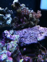 IMG_2306.jpg