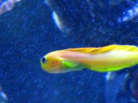 Golden Midas Blenny 020.jpg