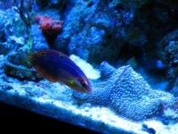 Christmas Wrasse maybe 028.jpg