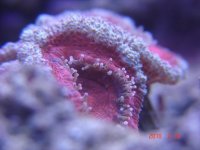 acan macro.jpg