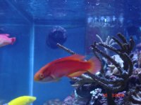 fish update 035.JPG