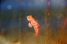 red mandarin.jpg