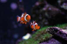 clowns01.jpg