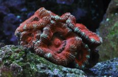 DSC_0587.jpg