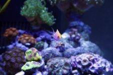 FATHEADANTHIa.jpg