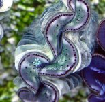clam16_macro.jpg