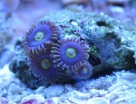 purple yellow.jpg