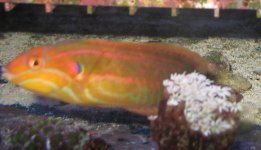 unkown wrasse.jpg