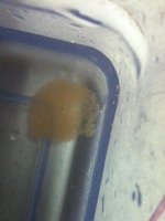 Fridmani (Orchid) DottyBacks Egg Clutch IMG_0576.jpg