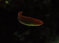 DSC_0615.JPG