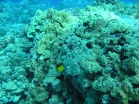 Honaunau 003.jpg