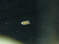 flatworm.jpg