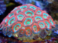 DSC00596-1.JPG