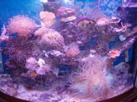 reef 26 040.jpg