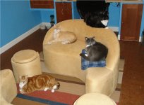 DSC01950catsA.JPG