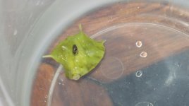 cow & puffer 001.jpg