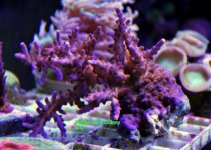 DSC_0057.JPG