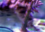 DSC_0059.JPG