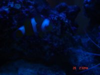 frag pack 003.jpg