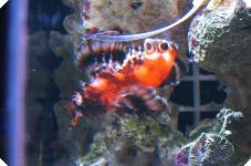 Fu Manchu Lionfish.jpg