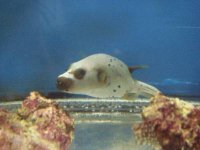 Dogface Puffer.jpg