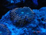 Actinic Purple andOrange.jpg