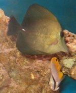 Scopas Tang and Auriga Butterfly.JPG