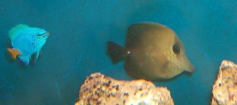 Scopas Tang and Damsel.JPG